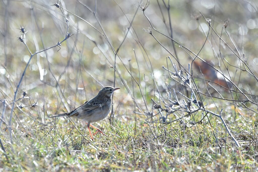 Pipit de Richardsubadulte, identification