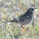 Pipit de Richard