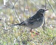 Pipit de Richard