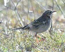 Richard's Pipit