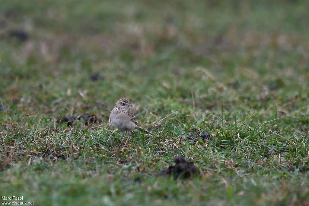 Pipit de Richardsubadulte, portrait