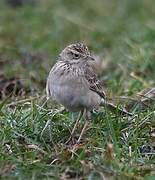 Richard's Pipit