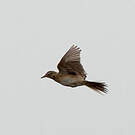 Pipit de Richard