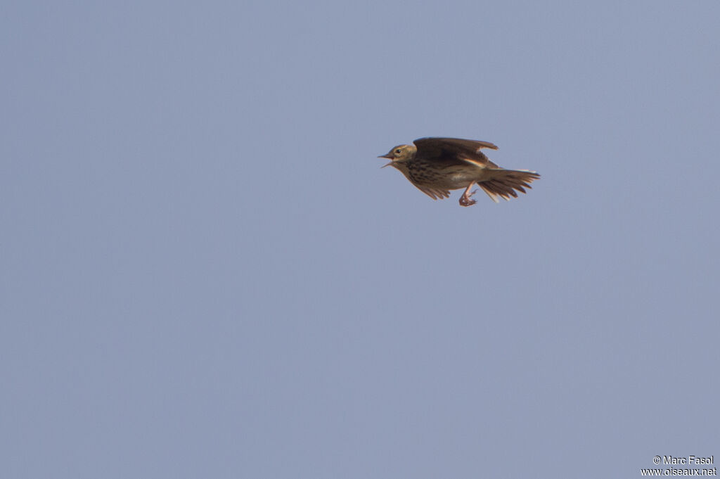 Tree Pipit male adult, identification, song