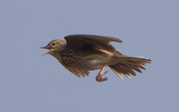 Pipit des arbres