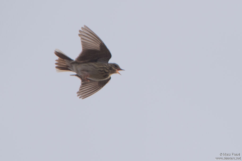 Pipit des arbres mâle adulte, identification, chant