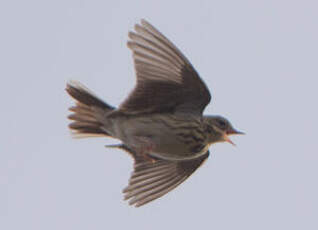 Pipit des arbres