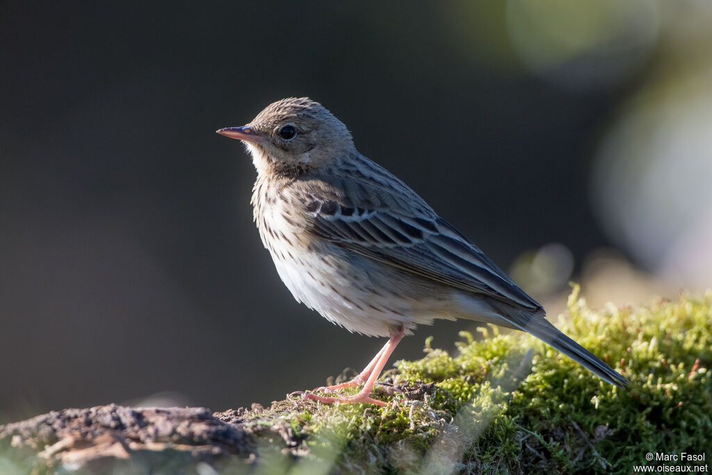 Tree Pipitadult, identification