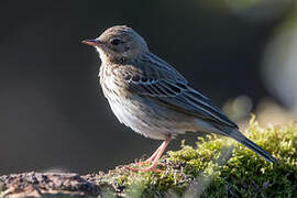 Tree Pipit