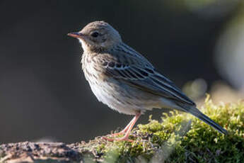 Pipit des arbres