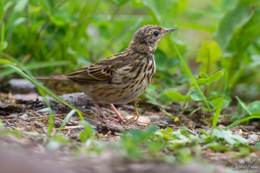 Pipit des arbresjuvénile, identification