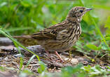 Pipit des arbres