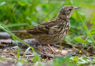 Pipit des arbres