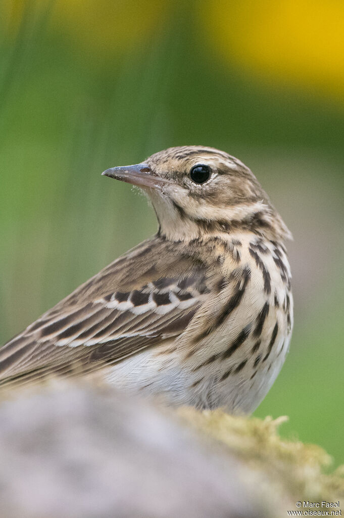 Pipit des arbresadulte nuptial, portrait