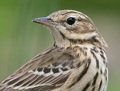 Tree Pipit