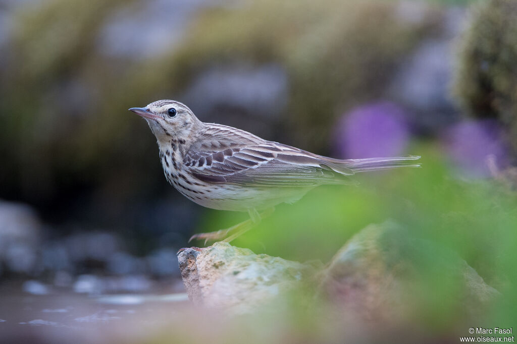 Tree Pipitadult breeding, identification