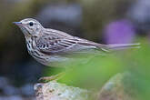 Pipit des arbres