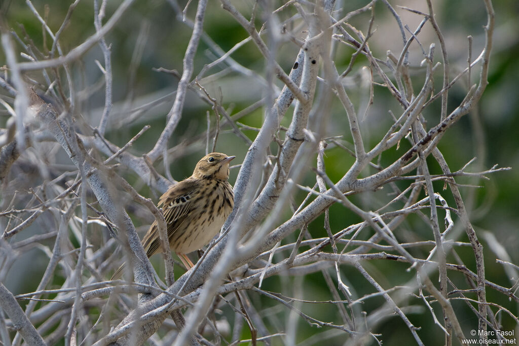 Pipit des arbres