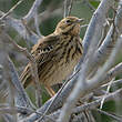 Pipit des arbres