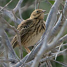 Pipit des arbres