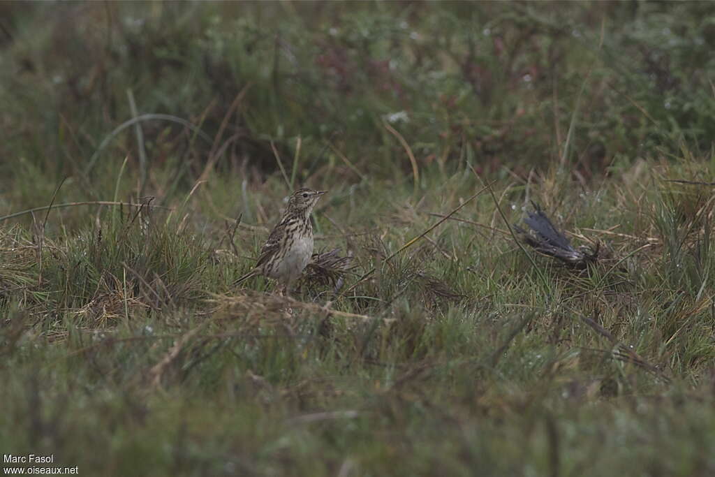 Pipit du Pérou