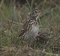 Peruvian Pipit