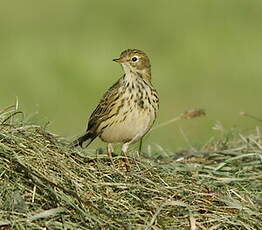 Pipit farlouse