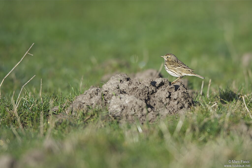 Pipit farlouseadulte nuptial, identification