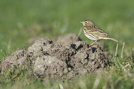 Meadow Pipit