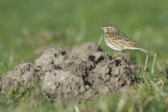 Pipit farlouse