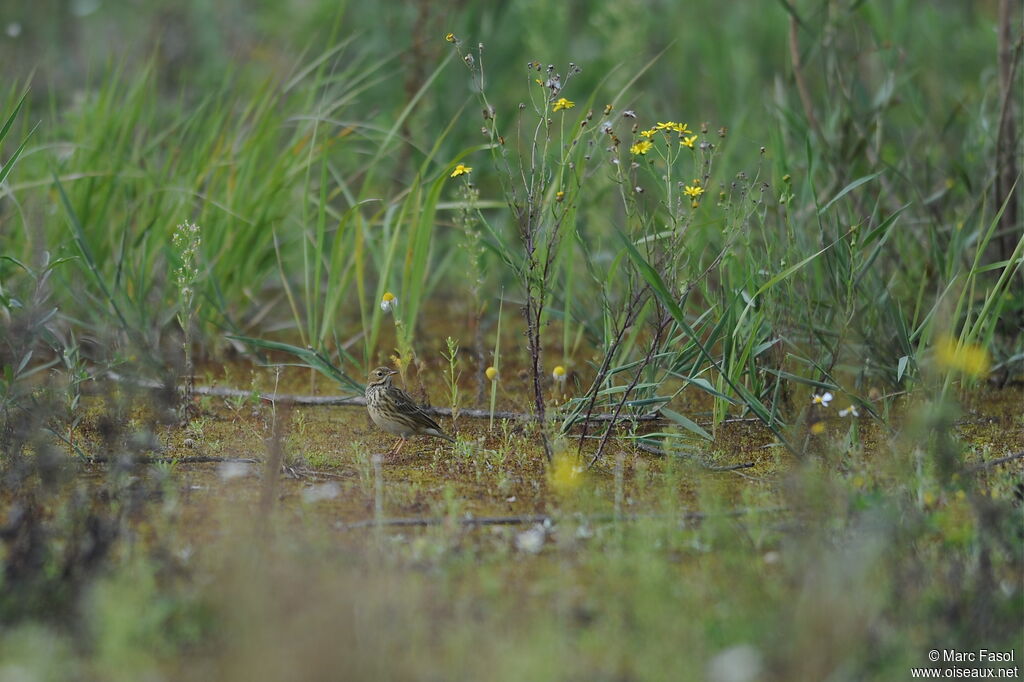 Pipit farlouseadulte, identification