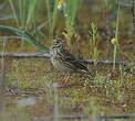 Pipit farlouse