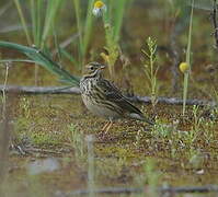 Meadow Pipit