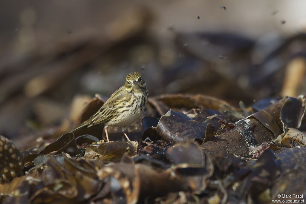 Pipit farlouseadulte, identification, régime