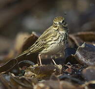 Meadow Pipit