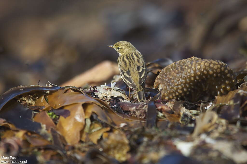 Meadow Pipitadult, pigmentation, feeding habits