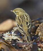 Meadow Pipit