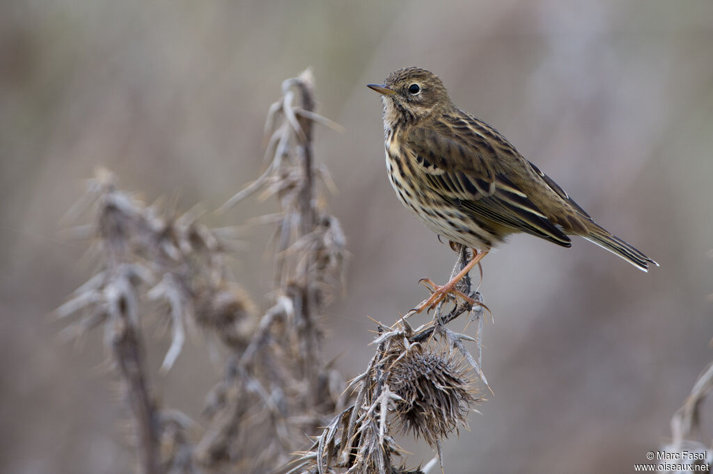 Pipit farlouseadulte internuptial, identification