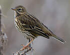 Pipit farlouse