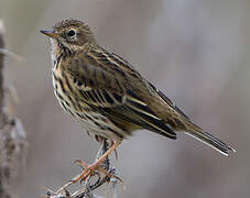 Meadow Pipit