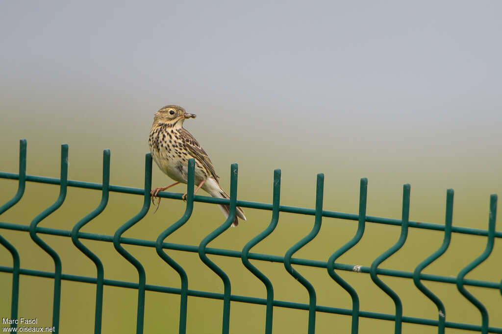 Pipit farlouseadulte nuptial, pigmentation, Nidification