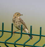 Pipit farlouse