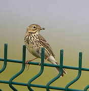 Pipit farlouse