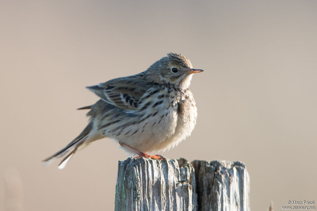 Pipit farlouseadulte nuptial, identification