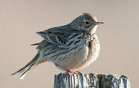 Meadow Pipit