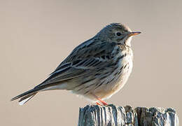 Meadow Pipit