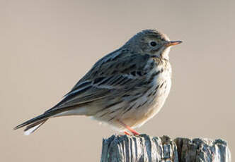 Pipit farlouse