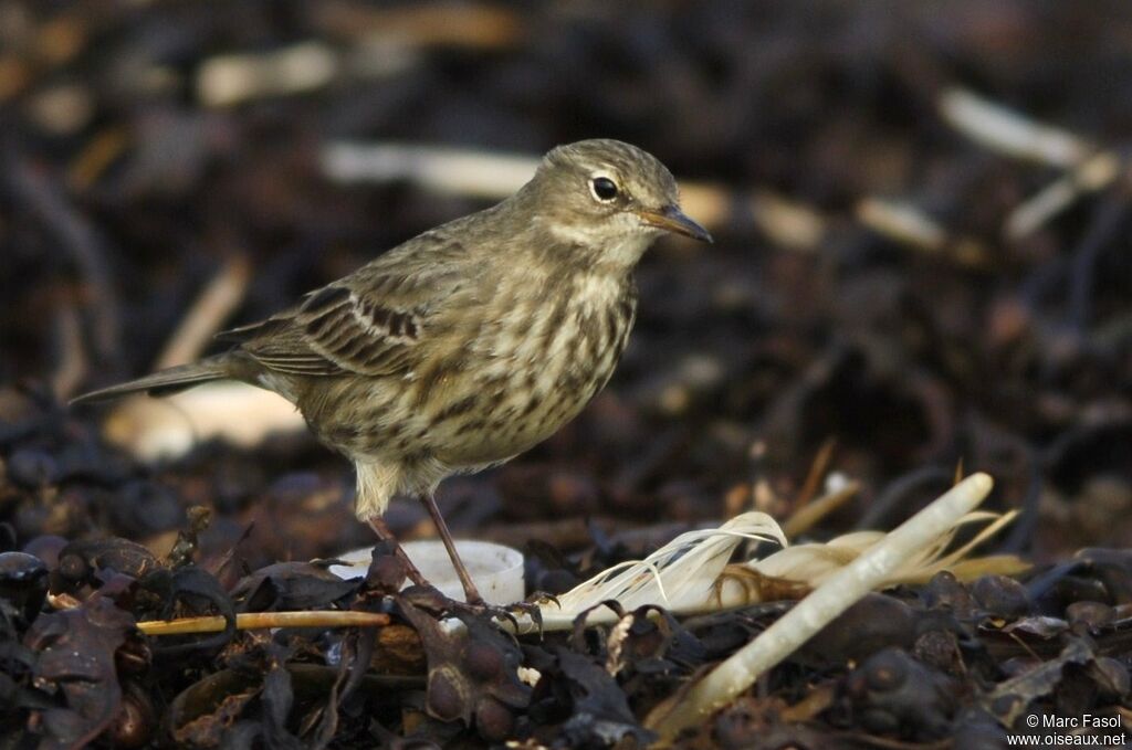 Eurasian Rock Pipitadult post breeding, feeding habits