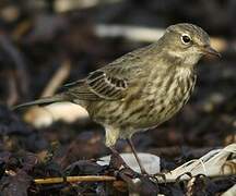 Eurasian Rock Pipit