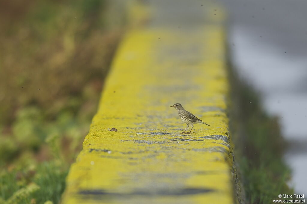 Pipit maritimeadulte internuptial, identification, régime